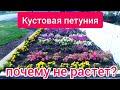 Кустовая петуния: почему не растет?