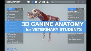 3D Canine Anatomy for Veterinary Students | EasyAnatomy screenshot 5