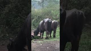 Buffalo Sound 🦬🐃#buffaloes#buffalo#buffalolovers#animallovers#animals