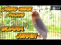 Lovebird Ngekek Durasi Panjang Merdu Suara Jernih Konslet Mp3 - Mp4 Download