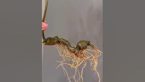 Sâm rừng già đẹp. Hàng chất lượng và cực hiếm. Củ sâm rừng Lai Châu siêu đẹp trọng lượng 65gr. 8.3tr