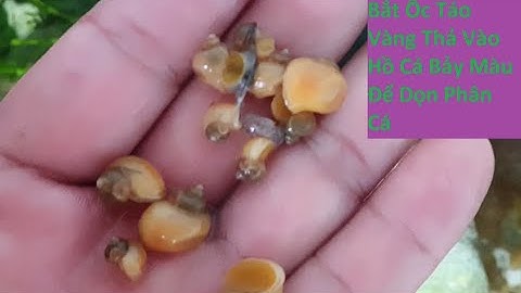 Bắt Ốc Táo Vàng Thả Vào Hồ Cá Bảy Màu Để Dọn Phân Cá | Tuấn Cá Cảnh