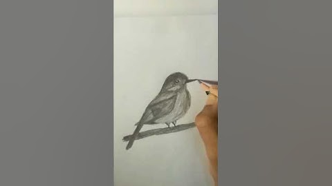 How to Draw a Bird with Pencil | Easy Bird Sketch for Beginners | Simple Pencil Drawing Tutorial