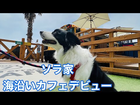 ソラとの初めてのお出かけ｜海沿いの人気カフェ｜#ボーダーコリー