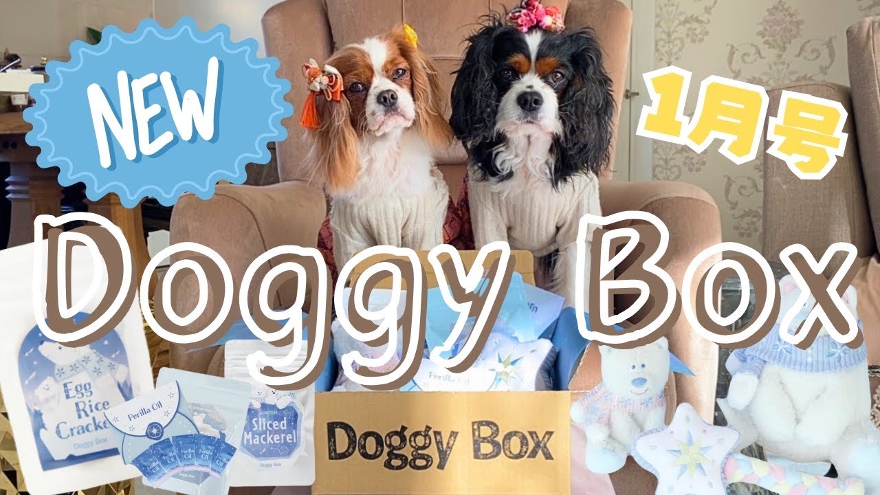 【ドギーボックス】1月号に大興奮‼️涎が止まらないキャバリアが可愛過ぎました💛