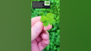 I Found A 4 Leaf Clover On St Patrick
