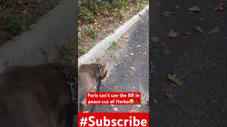 DayInTheLifeW/ (zbkennel).Herbo can’t help it ?foryou hindi youtuber youtubeshorts videoviral