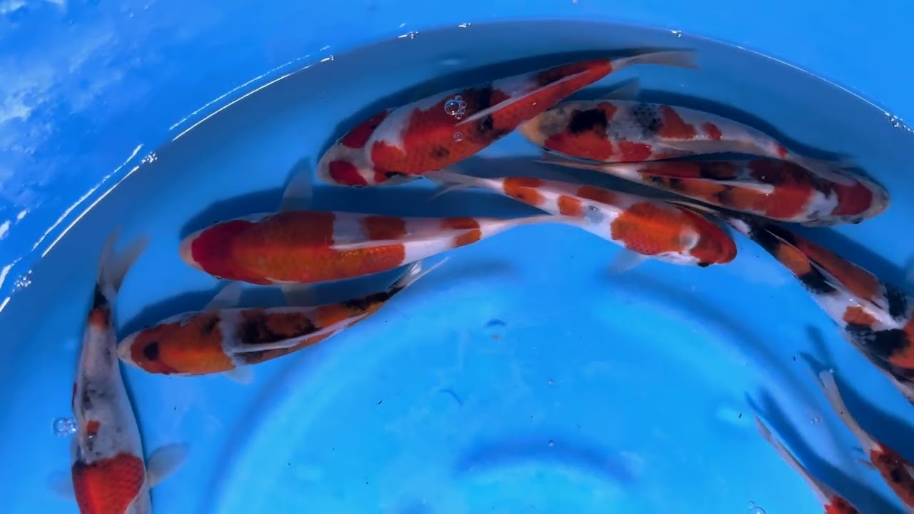 錦鯉【手取フィッシュランド】OMOSAKO×BEPPUフェア’２６～面迫産 昭和 当歳