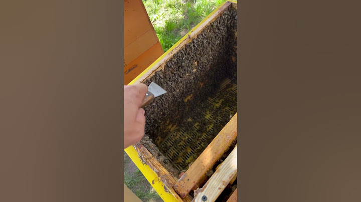 #ukraine #бджоли #пасіка #bee #вулик #українськастепова #бакфаст