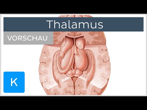 Video: Thalmus Anatomie, Funktion & Diagramm - Körperkarten