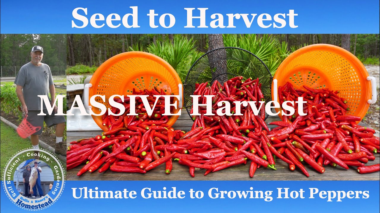 Growing HOT Peppers (Gochugaru) From Seed to Harvest YouTube