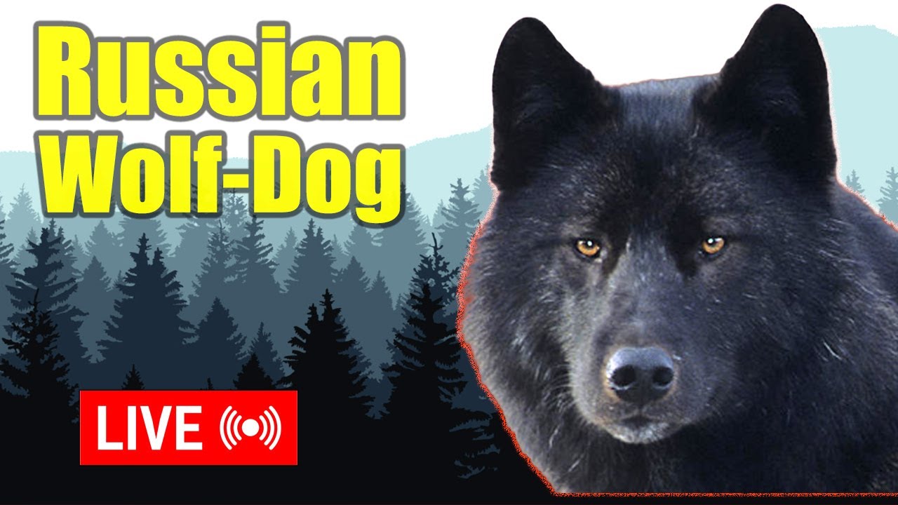 Wolf-dog on patrol in -12°C | Behind the scenes of our Russian homestead