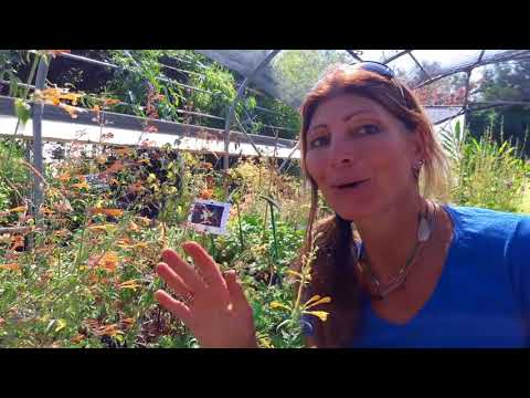 Video: Scopri come coltivare l'agastache in giardino