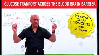 Glucose Transport across the Blood Brain Barrier