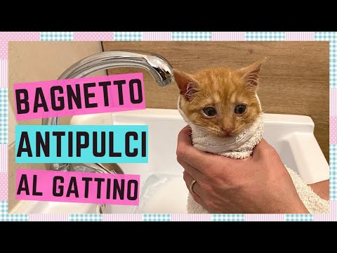 BAGNETTO ANTIPULCI A UN GATTINO DI 2 MESI