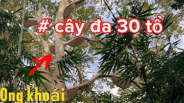 Khó Tin ! tìm được cây đa gần 30 tổ ong khoái...