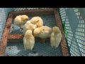 市川市動植物園のなかよし広場 #1 の動画、YouTube動画。