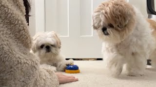 [shih tzu] play and treats