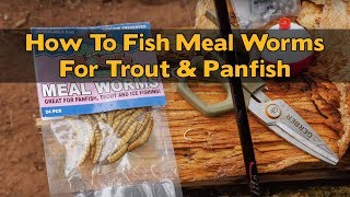 How To Rig & Fish MEALWORMS For Trout & Panfish 