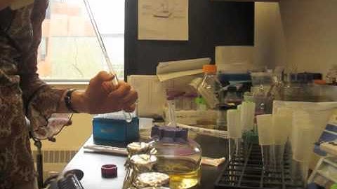 BioBuilder_PrepVideo_Lab1_GrowthCurves.m4v