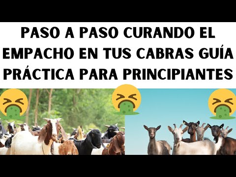 🤑📢Paso A Paso Curando el empacho en tus cabras Guía práctica para principiantes🤑📢