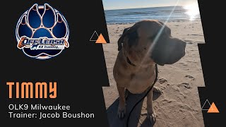 6 Y/O English Mastiff “Timmy” / Old Dog Learning New Tricks / Milwaukee Dog Trainers