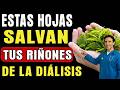 6 Hojas Naturales que Apoyan la Salud de los Riñones y Ayudan a Evitar la Diálisis