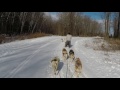 Sled Dogs - Passing