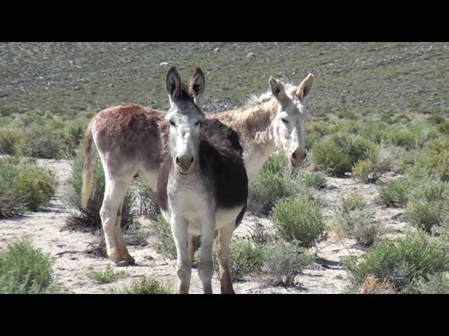 Nevada's Marietta Wild Burro Range--Faces to Love!