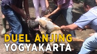 Duel Anjing Di Yogyakarta Untuk Cari Bibit Terbaik  Jelang Siang