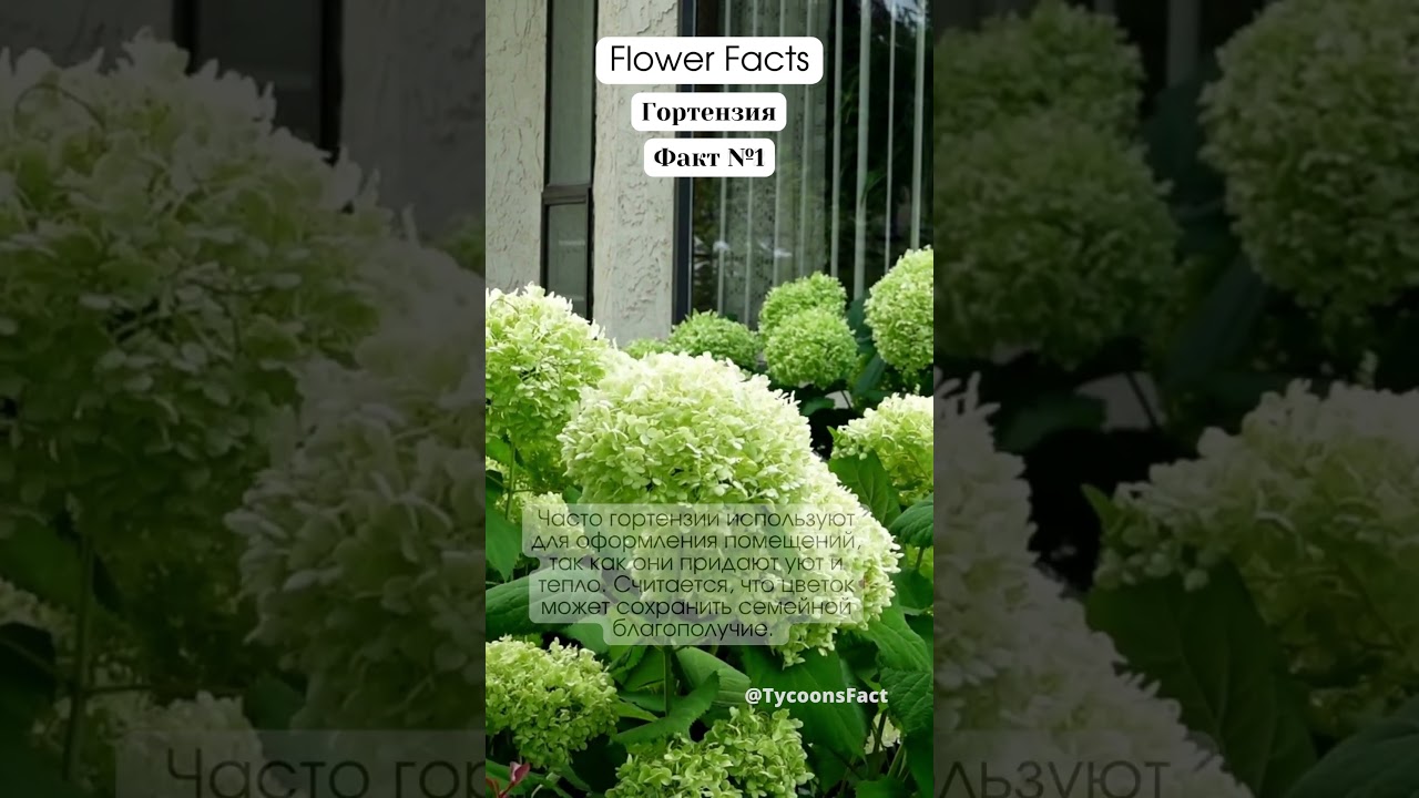 Flower Facts Hydrangea 