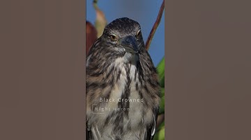 Thumbnail of Black Crowned Night Heron Winking #birds  #shorts #nikonz6iii
