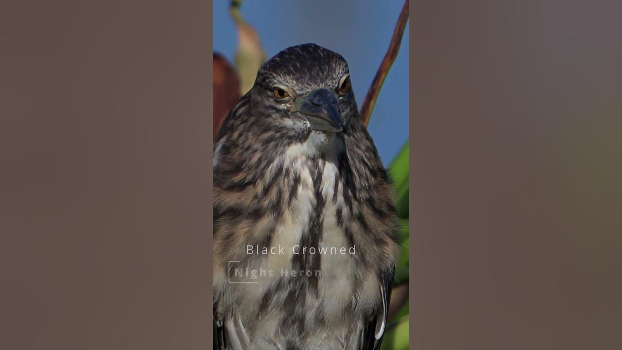 Black Crowned Night Heron Winking #birds  #shorts #nikonz6iii