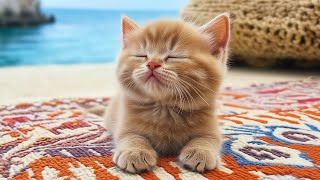 The Sweetest Cat Lullaby Tracks - Relaxing Music for Cats Go to Sleep, Cat Music with Anxiety!