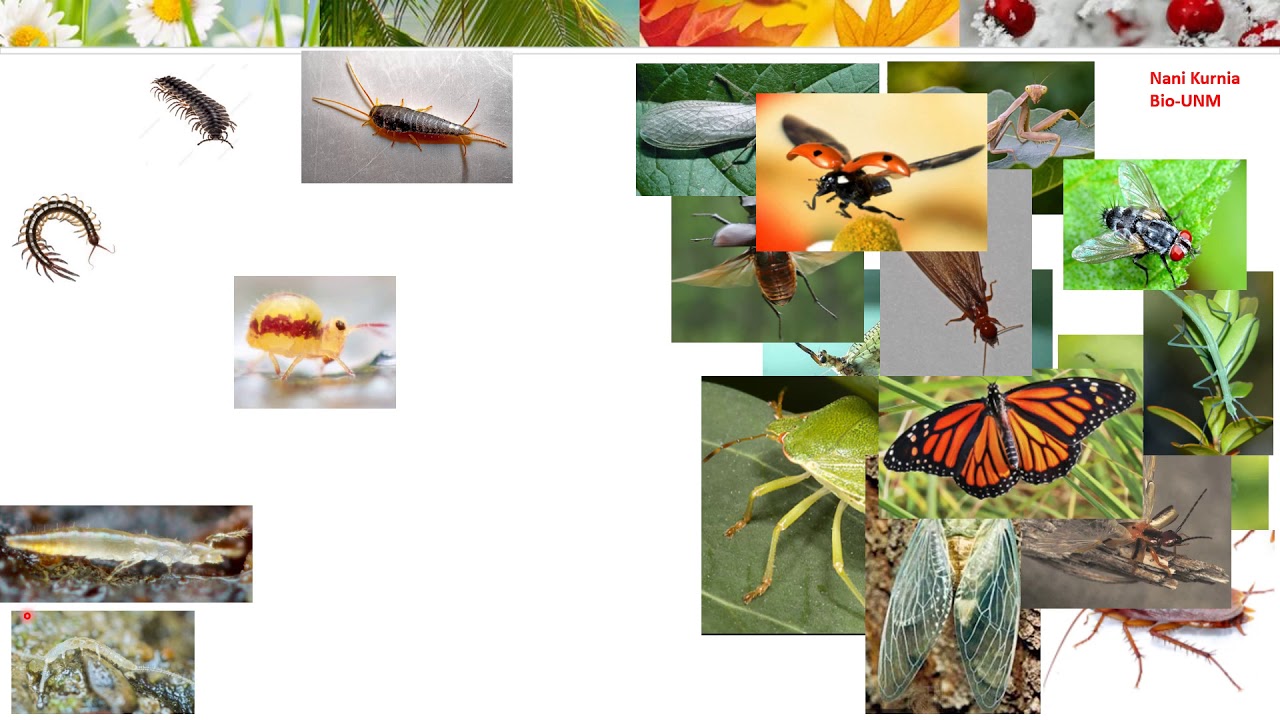 Zoologi Invertebrata: Studi kasus dalam membuat kunci determinasi