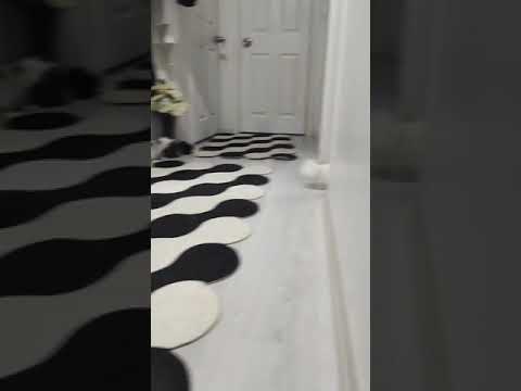 Video: Kedilerde Ses Kaybı - Köpeklerde Ses Kaybı