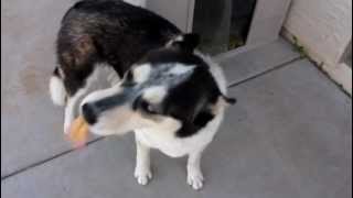 Dog eating peanut butter