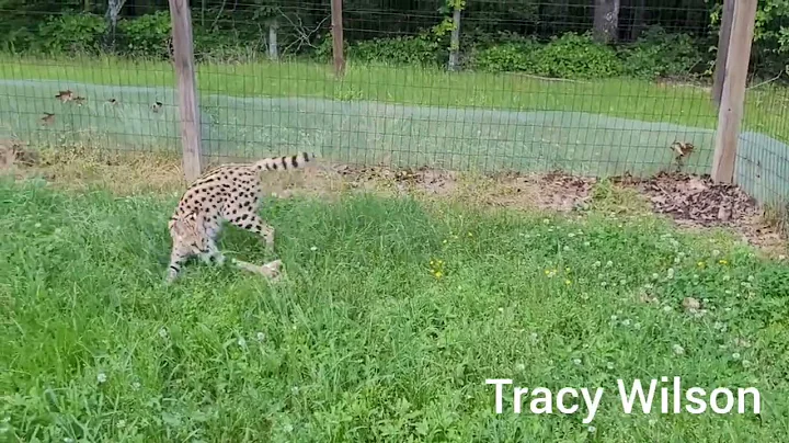 Watch the video about Playful African Serval, Zafira