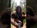 #bigfootvlogs #ai