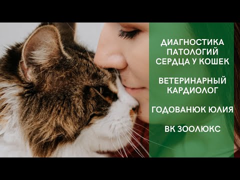 ВЕТЕРИНАРНЫЙ КАРДИОЛОГ: ДИАГНОСТИКА ПАТОЛОГИЙ СЕРДЦА У КОШЕК