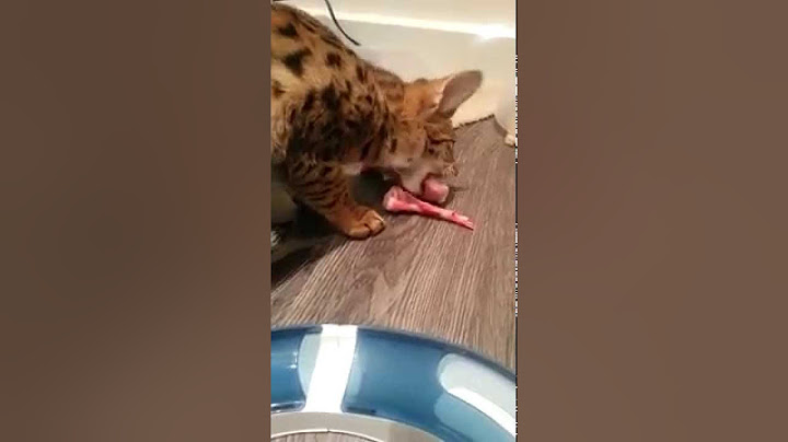 Watch the video about Kito, F2 Savannah Kitten eating raw chicken drumstick