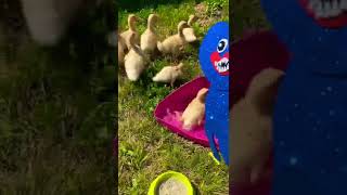 Huggy Wuggy catches Funny Ducklings