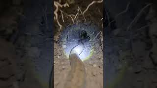 Snake POV Hunt | Dhāman Snake Camera Attack in Underground Tunnel (Realistic Wildlife Footage)#trend