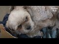 Dog Gives A Death Glare When His Owner Asks Him To Come Back Home | Kritter Klub