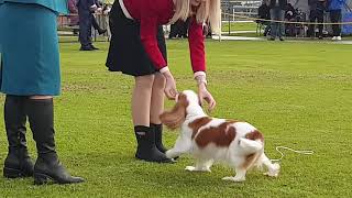 2023 Rhodesian Ridgeback Club Show  BEST IN SHOW (and classes)