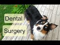 Dog Dental Surgery - Aspen's Recovery Vlog