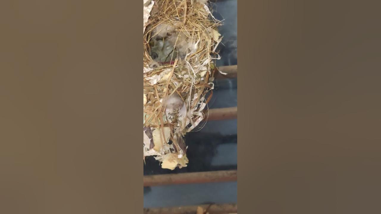 "Amazing Bird Nest Building Timelapse Witness the Ingenious