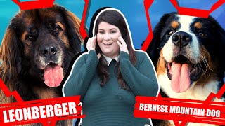 LEONBERGER VS BERNESE MOUNTAIN DOG