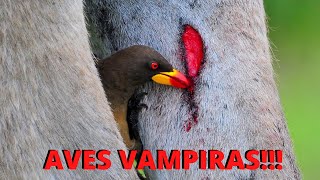 PÁSSAROS VAMPIROS! CONHEÇA AS AVES QUE SE ALIMENTAM DO SANGUE DE ANIMAIS VIVOS!