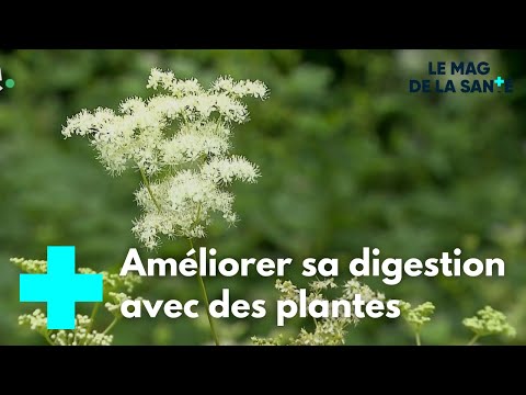 Vidéo: Engrais D'ortie : Comment Préparer Une Infusion Pour La Nutrition Des Plantes ? Règles D'application. Quelles Plantes Peuvent être Arrosées Avec De L'engrais Vert ?